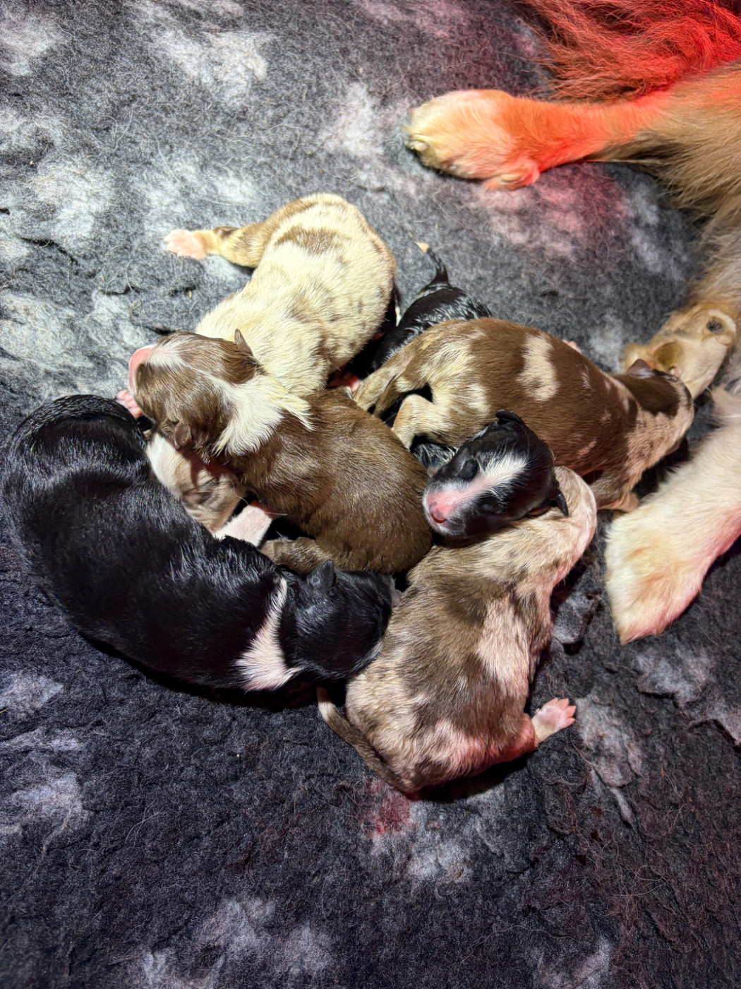 Chiots Tanaka x Vilou 2026
