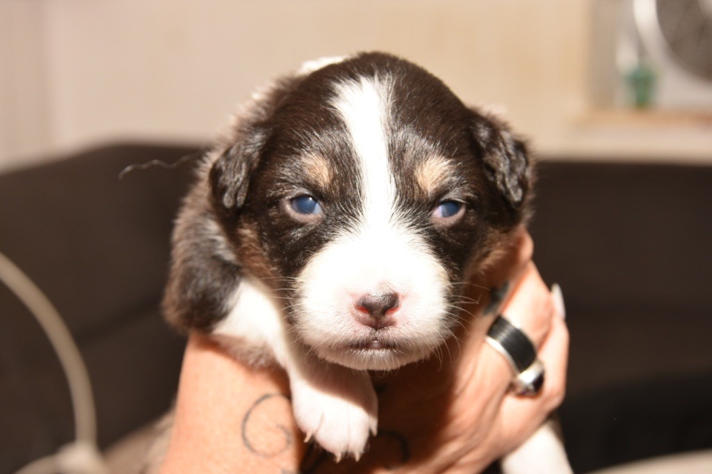 De La Porte Du Haut-barr - Chiots disponibles - Berger Australien