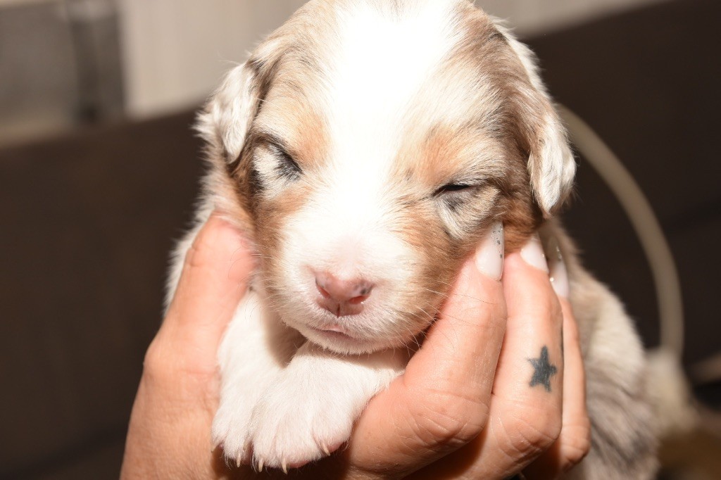 De La Porte Du Haut-barr - Chiots disponibles - Berger Australien
