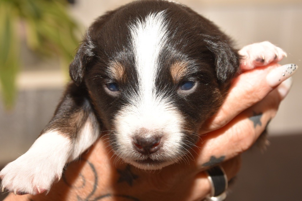 De La Porte Du Haut-barr - Chiots disponibles - Berger Australien