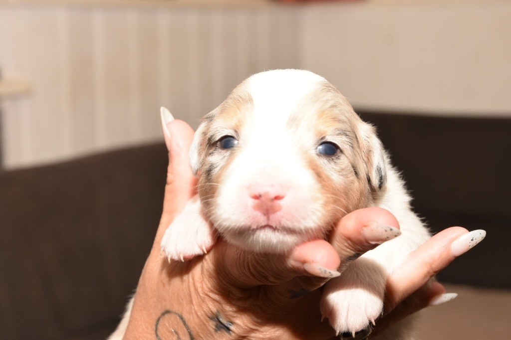 De La Porte Du Haut-barr - Chiots disponibles - Berger Australien
