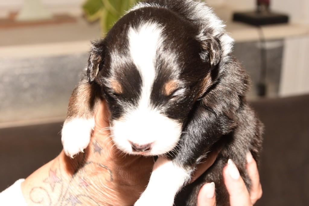 De La Porte Du Haut-barr - Chiots disponibles - Berger Australien