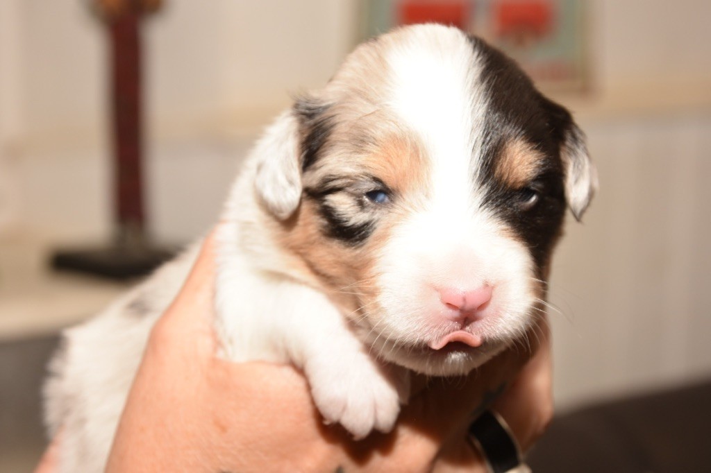 De La Porte Du Haut-barr - Chiots disponibles - Berger Australien