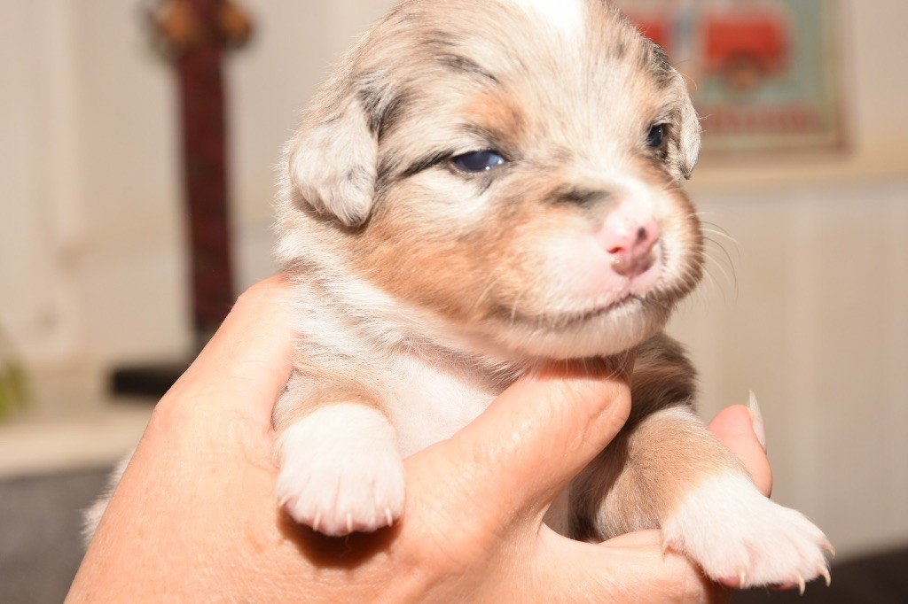 De La Porte Du Haut-barr - Chiots disponibles - Berger Australien