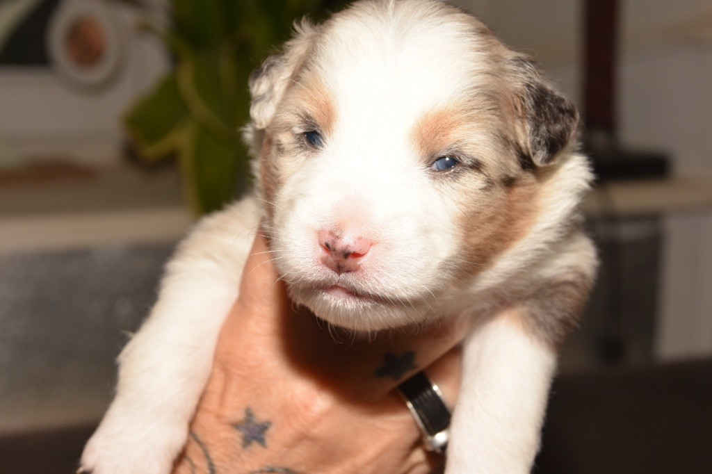 De La Porte Du Haut-barr - Chiots disponibles - Berger Australien